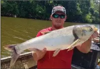  ?? Submitted photo ?? Cody Salzmann, UAPB graduate student of aquacultur­e and fisheries, catches a silver carp during an assessment on the White River.