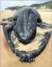  ?? PICTURE: EZEMVELO KZN WILDLIFE ?? This picture of a beached humpback whale at Cape Vidal, which was posted on Roving Reporters Facebook page at the weekend, had reached an audience of 16 281 by yesterday morning, with 1 642 direct engagement­s and 306 reactions.