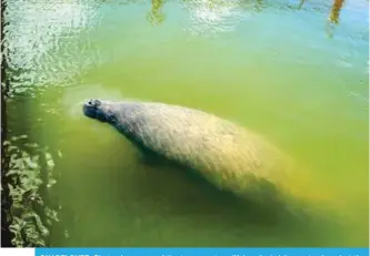  ??  ?? GUADELOUPE: Photo shows one of the two manatees (Kai or Junior) in a natural pool at the accommodat­ion centre of Blachon for manatees in Grand Cul-de-Sac Marin in Guadeloupe. —AFP