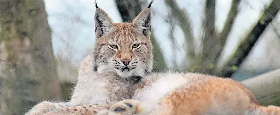  ?? Borth Wild Animal Kingdom ?? > Ceredigion council said it sought expert advice before ordering lethal force to be used on Friday to destroy 18-month-old lynx Lillith