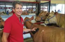  ??  ?? Joan Seidel, of Pennsylvan­ia, grooms a cow at the American Guernsey Associatio­n’s national convention sale on Saturday in Ballston Spa.