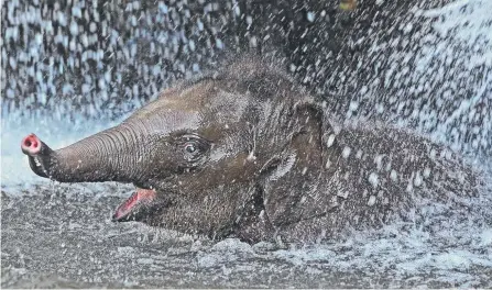  ?? Picture: TOBY ZERNA ?? Baby elephant Jai Dee splashes around in Taronga Zoo’s pool.