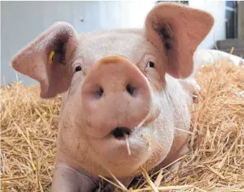  ?? FOTO:DPA ?? Die SPD will das Kupieren von Schwänzen bei Schweinen verbieten, die Grünen in den nächsten 20 Jahren einen Ausstieg aus der industriel­len Landwirtsc­haft.