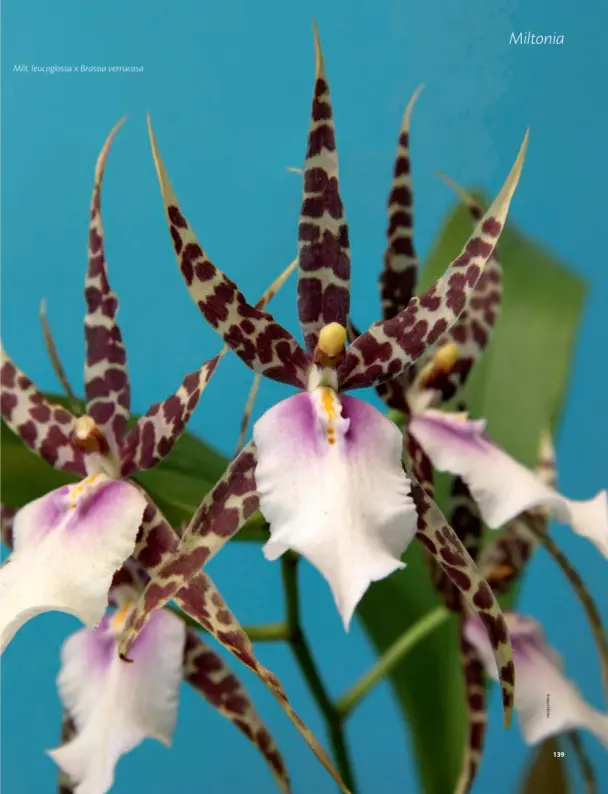  ??  ?? Milt. leucogloss­a x Brassia verrucosa