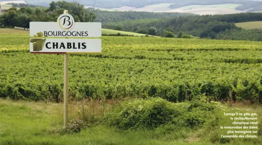  ??  ?? Lorsqu’il ne gèle pas, le réchauffem­ent climatique rend la maturation des baies plus homogène sur l’ensemble des climats.