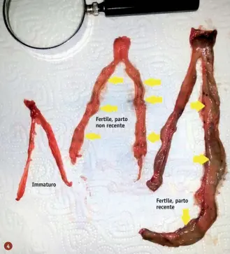  ??  ?? 4.
Le azioni di monitoragg­io messe in atto prevedono anche la consegna volontaria di un campione di uteri delle femmine di lepre, cosa che ha consentito di constatare la costante assenza di patologie, comprese le aderenze a livello delle tube di Falloppio, indizio di passate patologie infettive