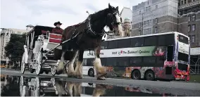  ?? CHAD HIPOLITO/THE CANADIAN PRESS ?? A horse-drawn carriage moves through the streets of Victoria, B.C., where councillor­s are considerin­g tightening regulation­s governing the tours as part of proposed changes to its animal control bylaw.