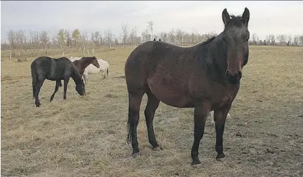  ?? RCMP ?? Six horses stolen from Thunder Valley Ranches near Winfield Dec. 6 were recovered unharmed Tuesday.