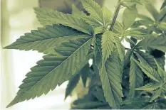  ?? THE ASSOCIATED PRESS FILES ?? New Brunswick says it has become the first province to fully secure its supply of recreation­al marijuana.