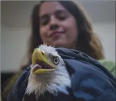  ?? JAHI CHIKWENDIU
/ THE WASHINGTON
POST ?? Eliza Burbank, an
assistant animal care manager with City Wildlife, holds an
injured bald eagle
that was rescued in Washington,
D.C.