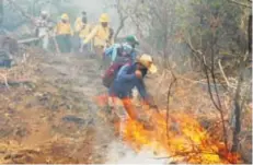  ?? CORTESÍA: @GOBIERNODE­MORELOS ?? Guardabosq­ues de Tepoztlán organizó a los brigadista­s