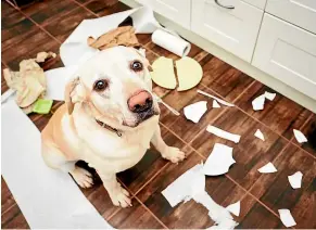  ??  ?? Damage beside the point where you went out such as chewed doors or beds torn apart are signs of separation anxiety.