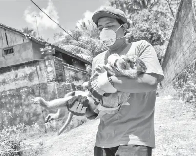  ?? — Gambar AFP ?? SEORANG pekerja badan kebajikan membawa monyet sakit yang telah dibius untuk dipindahka­n dari rumah seorang penduduk di Sideman, dekat Gunung Agung dalam kawasan Karangasem di Bali, kelmarin.