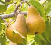  ?? ?? A productive pear tree.