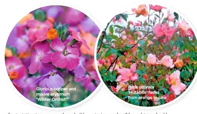  ??  ?? Glorious copper and mauve erysimum ‘Winter Orchid’ Rosa odorata ‘Mutabilis’ fades from orange to pink