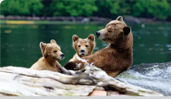  ??  ?? GRIZZLY BEARS, MINSTREL ISLAND, BC • DESTINATIO­N CANADA/BROOK SPEED/FAREWELL HARBOUR LODGE