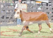  ??  ?? Uno de los ejemplares premiados durante la Expo Nacional Braford 2017 que culminó ayer.