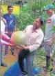  ?? HT PHOTO ?? ■
Dr SS Hamid, curator of the Botanic Garden, carrying the 18 kgs double coconut.