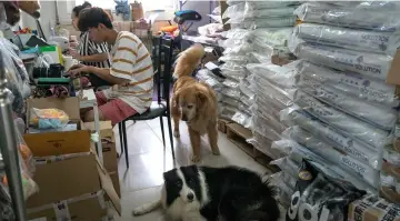  ??  ?? Staff members work at their laptops while dogs roam freely in the Beijing mansion’s office.