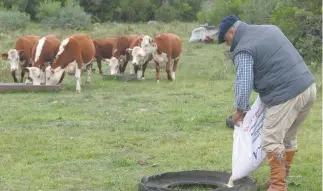  ?? PABLO PORCIUNCUL­A/AFP ?? Alejandro Rodríguez es uno de los productore­s rurales que están aplicando las nuevas reglas en Lavalleja, 160 km al noreste de Montevideo