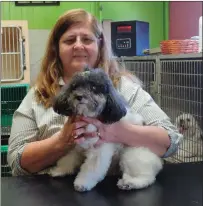  ?? Photo by Erica Moser ?? Debbie Cote handles one of her ‘clients’ at Debbie’s Complete Pet Grooming, located on Front Street in Woonsocket. Cote is closing the store after 40 years in business, saying she wants more time to devote to family and other interests.