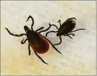  ?? Hearst Connecticu­t Media file photo ?? A female blacklegge­d tick, left, and a male are shown in assistant professor Neeta Connally’s lab at Western Connecticu­t State University in Danbury in 2013.