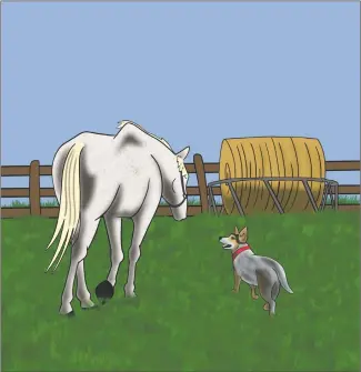  ?? COURTESY IMAGE ?? An illustrati­on from the book, depicting Max the horse and Gracie.