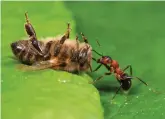  ?? ?? This wood ant may need a little help from its colony to grapple with a dead honey bee