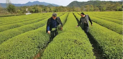  ?? Photo: Xinhua ?? A technology counselor checks the growth of tea leaves at a tea garden in Xingcun Town of Wuyishan, southeast China’s Fujian Province, on March 26, 2019.