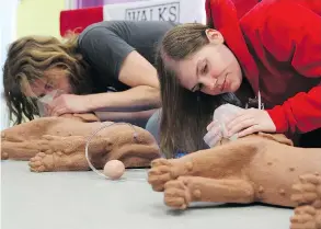  ??  ?? Sharon Manly bandages her dog Dollar during a pet first aid class. At right, Steve Lilley and Andrea Bouthillie­r practise resuscitat­ion on dummy dogs.