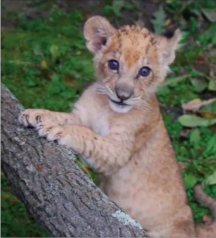  ?? COURTESY DETROIT ZOO ?? Binti, the first lion cub born in the Detroit Zoo since 1980, was born Sept. 10, in Royal Oak.