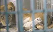  ?? FOUR PAWS/AHU SAVAN AN VIA AP ?? A lion rescued from a zoo in Syria cuddles her newborn cub in the Ma’wa Wildlife Reserve in northern Jordan.