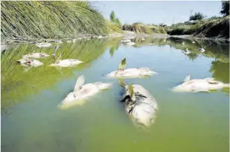  ?? SHUTTERSTO­CK ?? Peces muertos en un río, espacios que deberán ser restaurado­s.