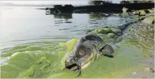  ?? ANDY MORRISON
THE ASSOCIATED PRESS ?? In this September 2017 file photo, a catfish appears on the shoreline in the algae-filled waters of Lake Erie at North Toledo, Ohio.