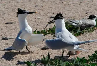  ?? ?? The sandwich terns moved west to a low-lying and less suitable spit after the boxes were dropped
