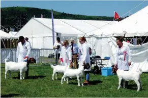  ?? FOTO:VERSKAF ?? Boerbokke word op die Royal Three Counties-landbousko­u op Malvern, Brittanje, beoordeel.