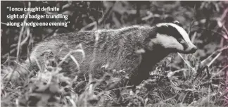  ??  ?? “I once caught definite sight of a badger trundling along a hedge one evening”