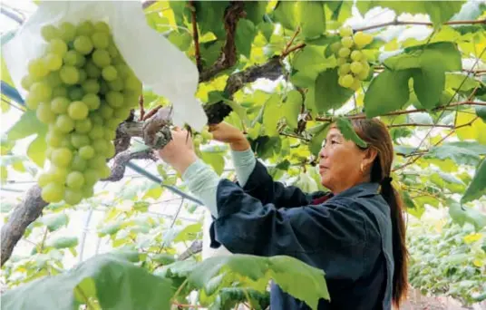  ?? ?? A worker at Malu Grape Park prunes grape vines for better growing. — Wang Jiajun