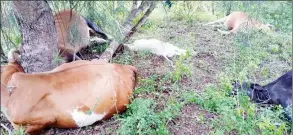  ?? (Courtesy pic) ?? The cattle that were killed by lightning.