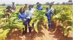  ?? ?? Farmers tour a tobacco field during a field day at Munhenga village in Goromonzi yesterday