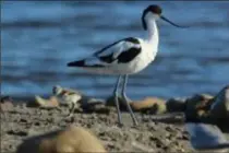  ??  ?? L’avocette élégante est l’un des neuf oiseaux protégés que vous pourrez peut-être observer