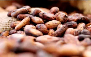  ?? ?? Malaysia is among the main producers of cocoa in the world, adding that its price rose to RM13 a kilogramme in 2023 from about RM8 in 2022.