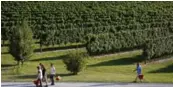  ?? ALESSIA PIERDOMENI­CO/BLOOMBERG ?? Employees carry buckets as they head into the vineyard, to harvest grapes grown for use in Prosecco wine.