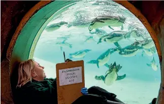  ?? PHOTO: GETTY IMAGES ?? Keeper Zuzana Matyasova counts the penguins from a comfortabl­e spot during London Zoo’s annual stocktake of every mammal, bird, reptile, fish, amphibian and insect in its collection.