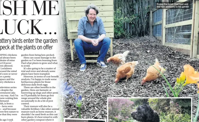  ??  ?? ruling the roost: Diarmuid and the new additions to his garden