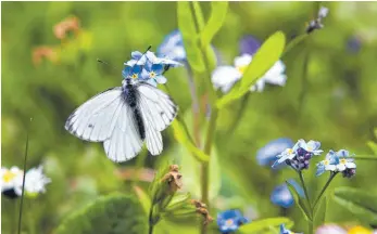  ?? FOTO: KARL-JOSEF HILDENBRAN­D/DPA ?? Blumenwies­en in der Stadt sollen Schmetterl­inge und andere Insekten anlocken.