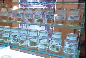  ?? DAVID EGGERT/AP ?? Marijuana is on display at Arbors Wellness medical marijuana shop in Ann Arbor, Mich. Adults age 21 and older were able to buy marijuana for recreation­al use as of Sunday in Michigan.