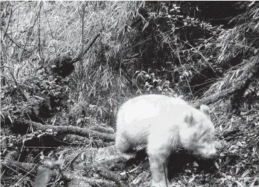  ?? Wolong National Nature Reserve / New York Times ?? This albino panda in the Wolong National Nature Reserve is estimated to be 1 or 2 years old. The mutation, which comes from a recessive gene, can be passed down and can make them easy to detect in the wild.