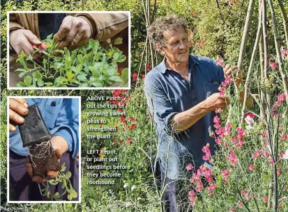  ??  ?? ABOVE Pinch out the tips of growing sweet peas to strengthen the plant
LEFT Repot, or plant out seedlings before they become rootbound