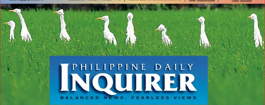  ?? DENNIS CAPARAS-ABRINA/CONTRIBUTO­R ?? SYMPHONY IN GREEN AND WHITE Egrets fall in line to begin a food hunt in a rain-drenched rice field in Biñan town’s Barangay Timbao in Laguna province on Friday.